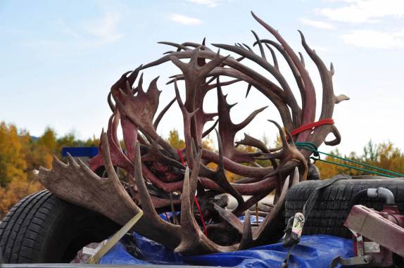 Chifres de alces e caribus, muito caçados ao longo da Dalton highway, no norte do Alaska